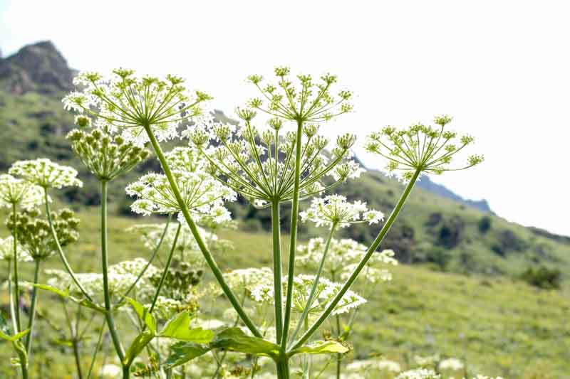 Giant hogweed, cartwheel-flower, giant cow parsley, giant cow parsnip, hogsbane, Heracleum mantegazzianum, Poisonous Plant, Toxic Plant