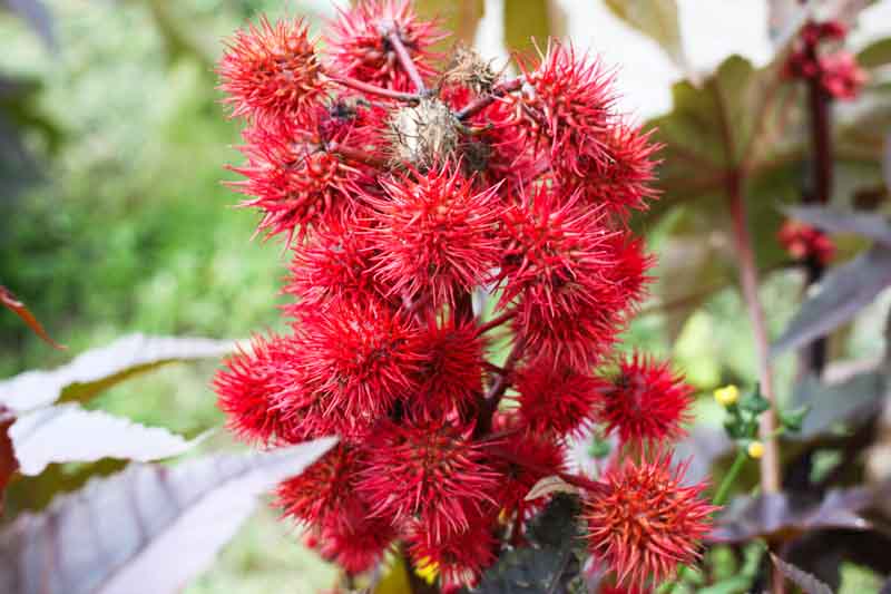 Ricinus communis, Castor Bean, Castor Bean Plant, Castor Oil Plant, Castor-oil Plant, Poisonous Plants