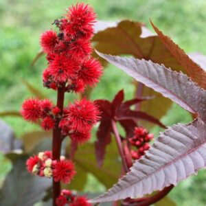Ricinus communis, Castor Bean, Castor Bean Plant, Castor Oil Plant, Castor-oil Plant, Poisonous Plants
