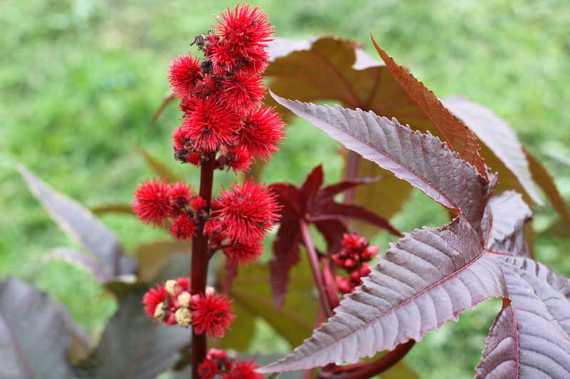 Ricinus communis, Castor Bean, Castor Bean Plant, Castor Oil Plant, Castor-oil Plant, Poisonous Plants