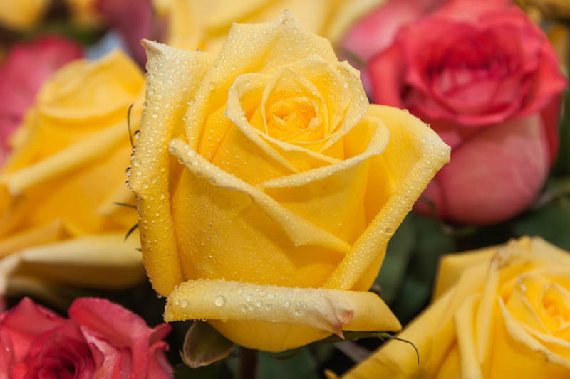 Yellow Rose, Yellow Roses, Rose, ROSES