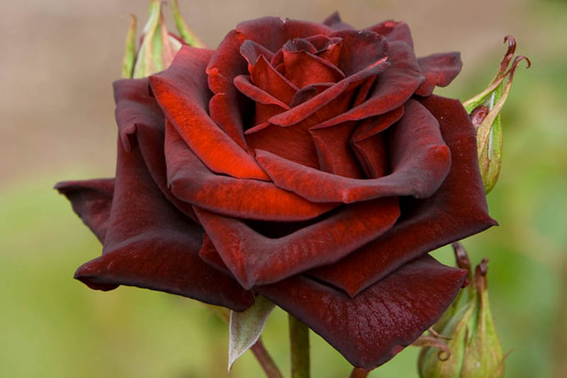 Black Rose, Black Magic Rose, Rosa Black Magic, Black Roses