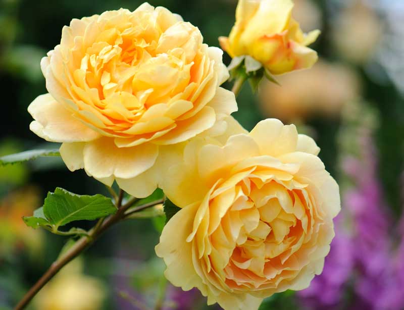 Rose Golden Celebration, Rosa 'Golden Celebration', English Rose 'Golden Celebration', David Austin Roses, English Roses, Yellow roses, shrub roses, Rose Bushes, Garden Roses, very fragrant roses