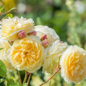 Yellow Rose, Yellow Roses, Rose, Roses, Yellow Roses Meaning, Rose Meanting,