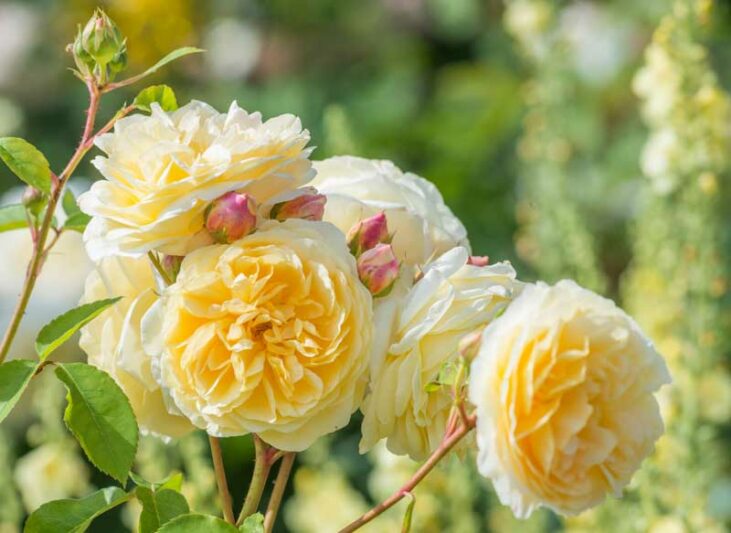 Yellow Rose, Yellow Roses, Rose, Roses, Yellow Roses Meaning, Rose Meanting,