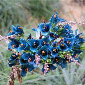 Puya alpestris, Sapphire Tower, Bromeliad, Blue Flowers