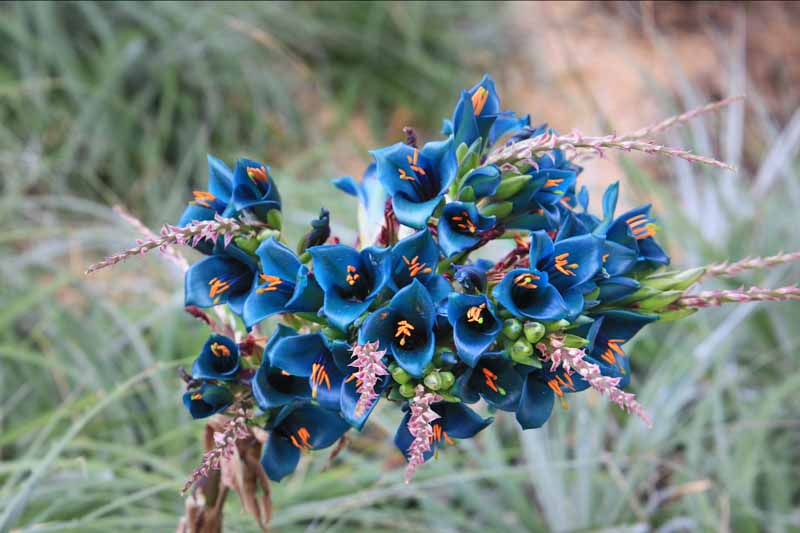 Puya alpestris, Sapphire Tower, Bromeliad, Blue Flowers
