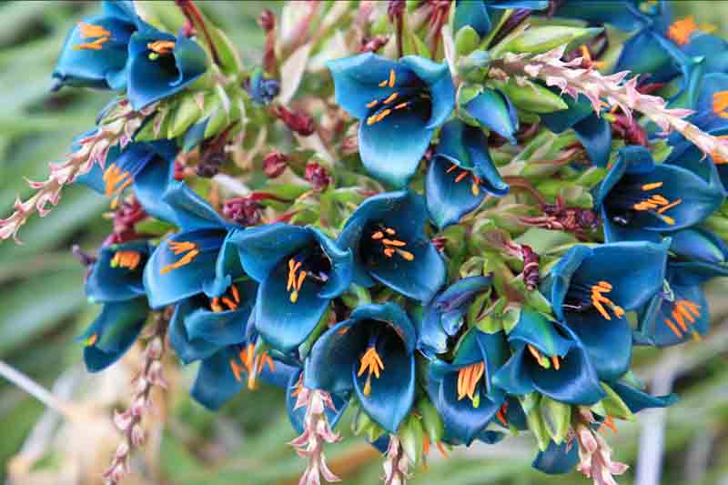 Puya alpestris, Sapphire Tower, Bromeliad, Blue Flowers