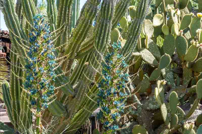 Puya alpestris, Sapphire Tower, Bromeliad, Blue Flowers