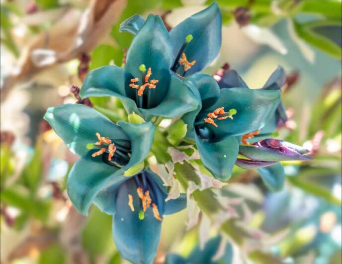 Puya alpestris, Sapphire Tower, Bromeliad, Blue Flowers