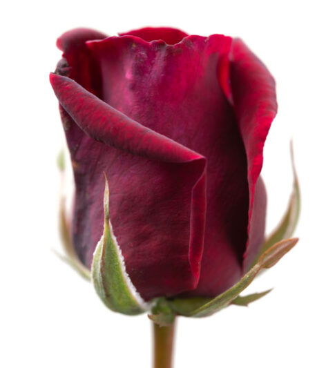 Rose Brindabella Crimson Knight, Red Rose, Red Roses, Shrub Rose