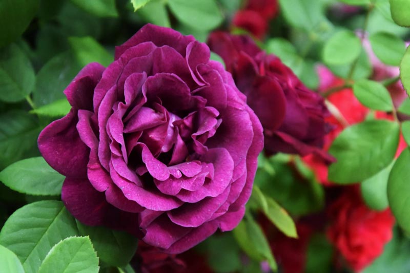 Rosa Souvenir du Docteur Jamain, Rosa Souvenir du Dr Jamain, Black Rose, Black Roses, Climbing Rose