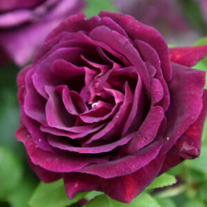 Rosa Souvenir du Docteur Jamain, Rosa Souvenir du Dr Jamain, Black Rose, Black Roses, Climbing Rose