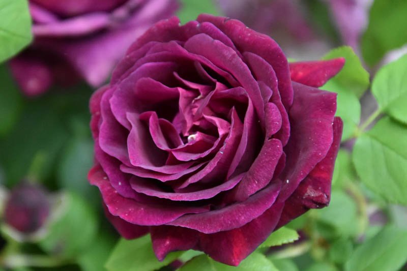 Rosa Souvenir du Docteur Jamain, Rosa Souvenir du Dr Jamain, Black Rose, Black Roses, Climbing Rose