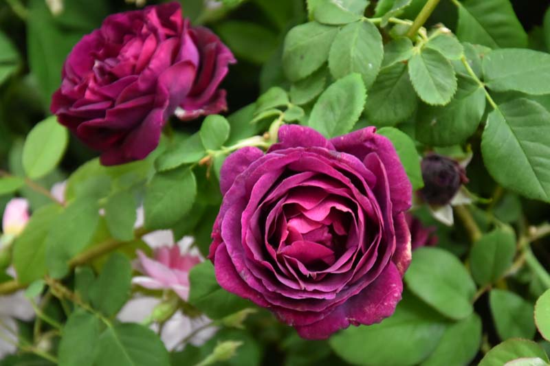Rosa Souvenir du Docteur Jamain, Rosa Souvenir du Dr Jamain, Black Rose, Black Roses, Climbing Rose