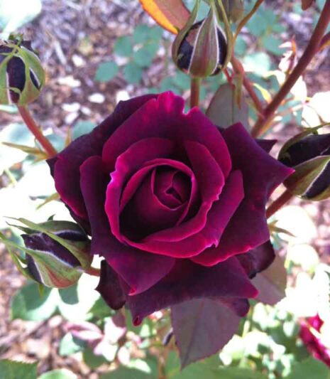 Rose Brindabella Crimson Knight, Red Rose, Red Roses, Shrub Rose