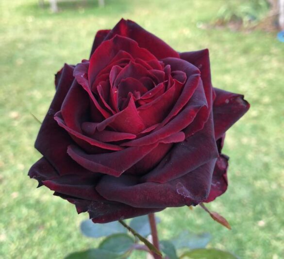 Rose Brindabella Crimson Knight, Red Rose, Red Roses, Shrub Rose