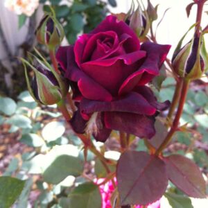 Rose Brindabella Crimson Knight, Red Rose, Red Roses, Shrub Rose