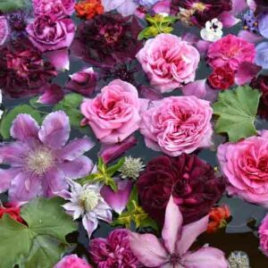 Rose Garden, Rose, Roses, Rosh Bush,