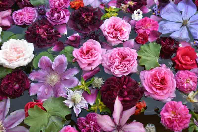 Rose Garden, Rose, Roses, Rosh Bush,