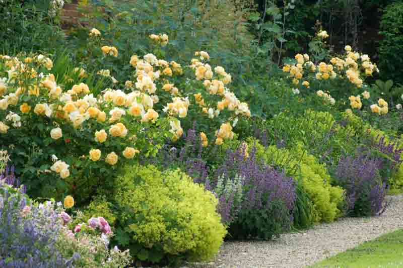 Yellow Roses, Yellow Rose, Garden Idea, Rose Companion Plants