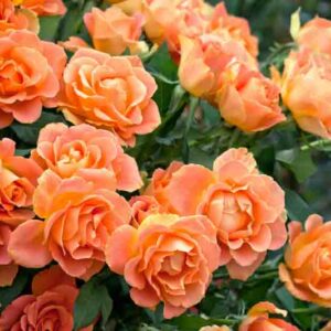 Wild Roses Adding Natural Beauty To Your Garden