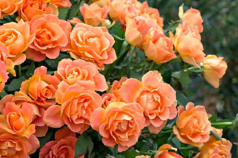 Orange Roses, Orange Rose, Orange Roses Meaning, Rose, Roses