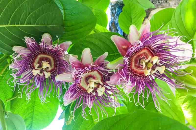 Giant Granadilla, Passiflora Quadrangularis, Giant Passion Fruit, Grenadine, Passion Fruit Vine