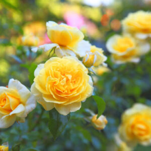 Yellow Rose, Yellow Roses, Rose, Roses, Yellow Roses Meaning, Rose Meanting,