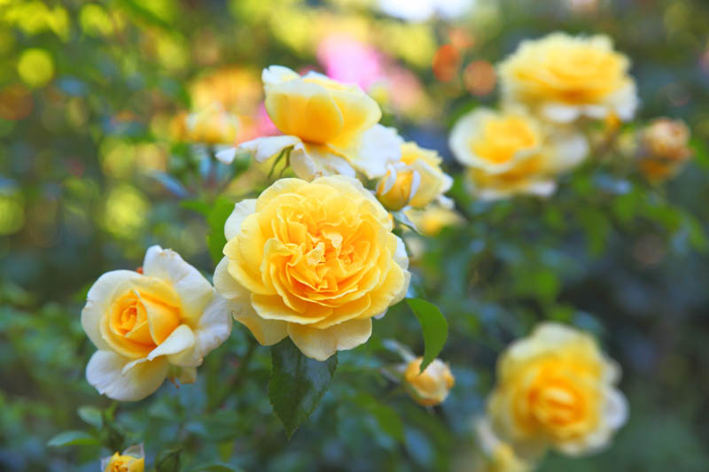 Yellow Rose, Yellow Roses, Rose, Roses, Yellow Roses Meaning, Rose Meanting,