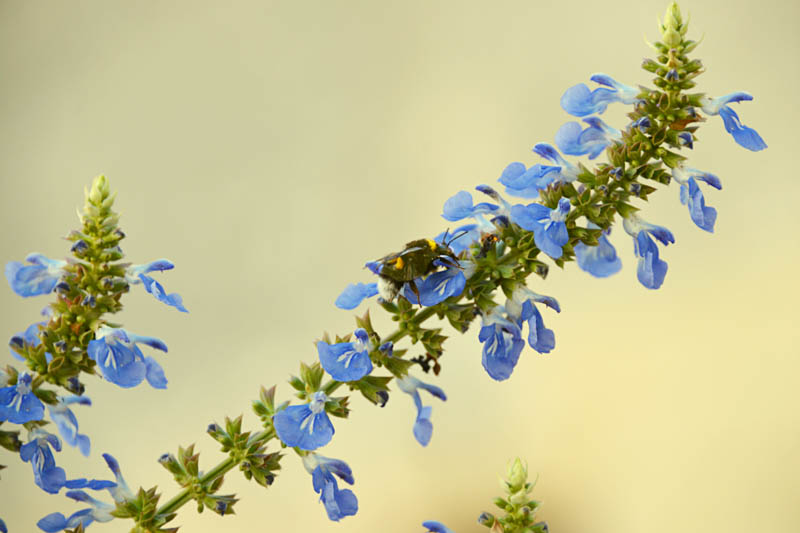 Salvia uliginosa, Bog Sage, Blue Spike Sage, Blue Salvia, Blue Sage, Blue Flowers