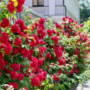 Red Roses, Red Rose, Rose, Roses, Rose Meaning