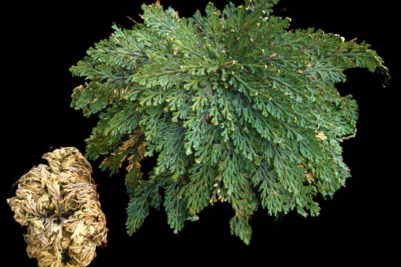 Rose of Jericho, Resurrection Plant, Selaginella lepidophylla, Desert Plants