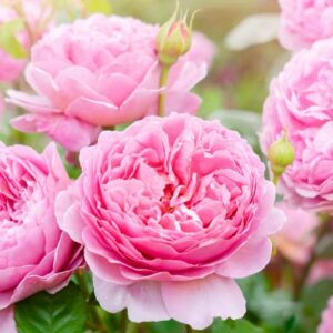 Pink Rose, Pink Roses, Pink English Rose, Climbing Roses, Rose Bush