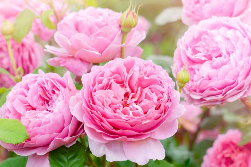 Pink Rose, Pink Roses, Pink English Rose, Climbing Roses, Rose Bush