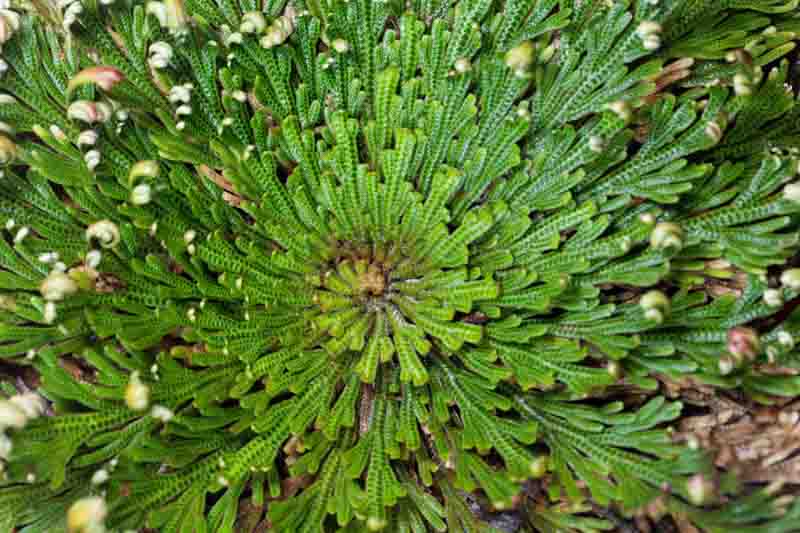Rose of Jericho, Resurrection Plant, Selaginella lepidophylla, Desert Plants