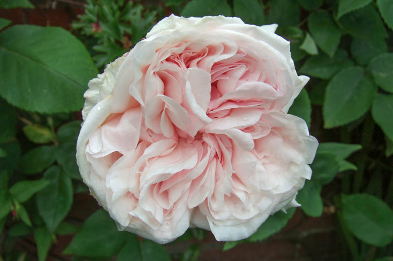 Rose Souvenir de la Malmaison, Rosa Souvenir de la Malmaison, Heirloom Roses, Heirloom Rose, Old Garden Rose, Pink Rose
