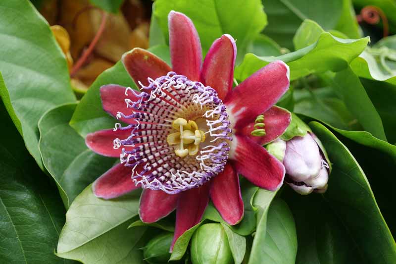 Giant Granadilla, Passiflora Quadrangularis, Giant Passion Fruit, Grenadine, Passion Fruit Vine