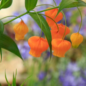 Christmas bells, golden lily of the valley, Chinese lantern lily, Chinese lantern bulb, Sandersonia aurantiaca, unique flowers, rare flowers