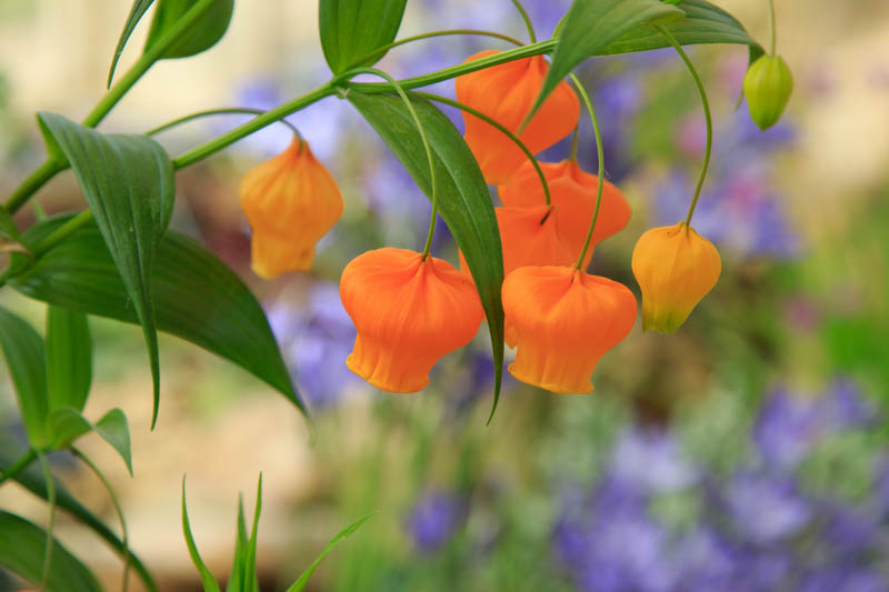 Christmas bells, golden lily of the valley, Chinese lantern lily, Chinese lantern bulb, Sandersonia aurantiaca, unique flowers, rare flowers