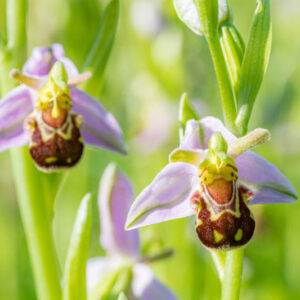 Bee Orchid, Ophrys apifera, Unique Flowers, Wild Flower