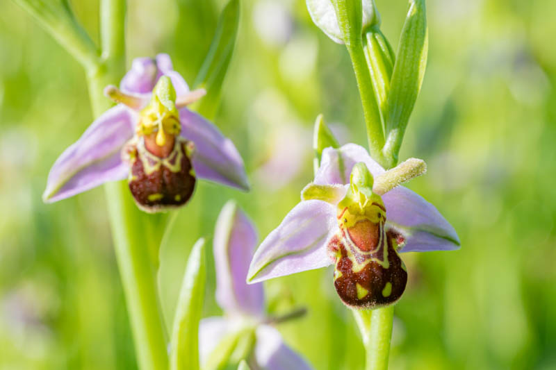 Bee Orchid, Ophrys apifera, Unique Flowers, Wild Flower