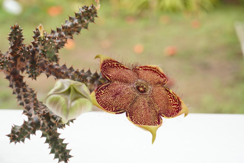 Persian Carpet Flower, Edithcolea grandis, Succulent, Unique Flowers, Rare Flowers