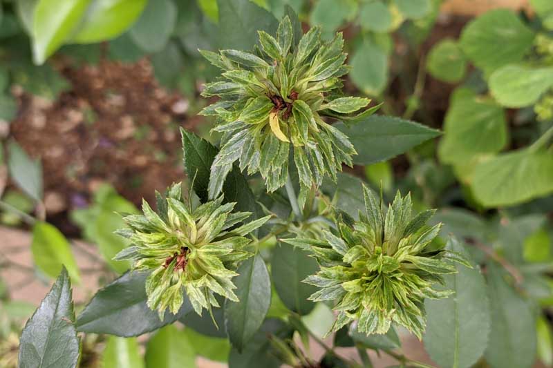 Green Rose, Rosa Chinensis 'Viridiflora', Rosa 'Viridiflora', Green Roses, Heirloom Roses
