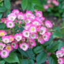 Drift Roses, Groundcover Roses, Scened Carpet Roses, Low Care Roses, Pink Roses, Disease resistant Roses