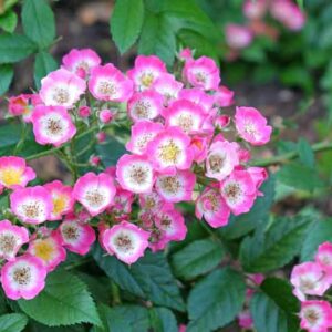 Drift Roses, Groundcover Roses, Scened Carpet Roses, Low Care Roses, Pink Roses, Disease resistant Roses
