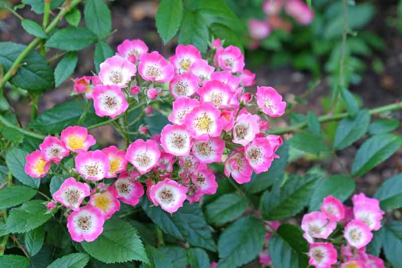 Drift Roses, Groundcover Roses, Scened Carpet Roses, Low Care Roses, Pink Roses, Disease resistant Roses