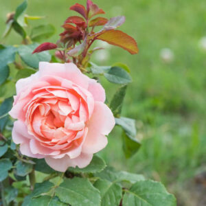 Rose Water, Rosewater, Rosa Centifolia ,Rose des Peintres