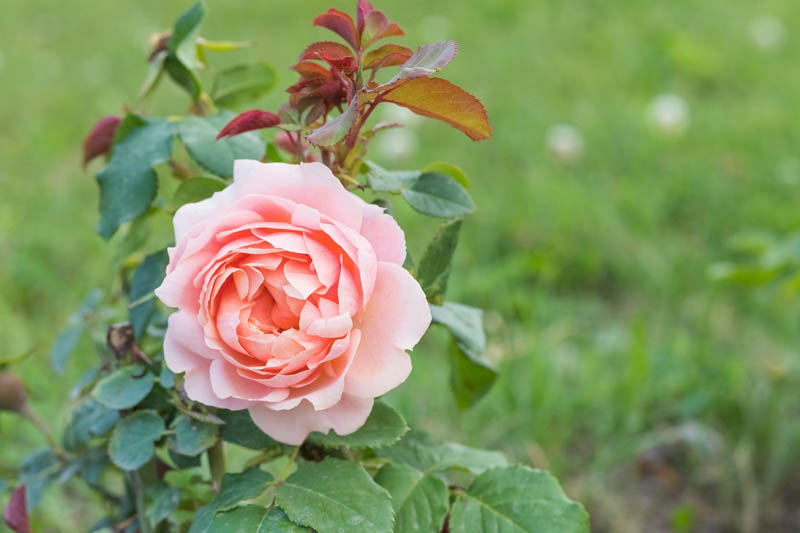 Rose Water, Rosewater, Rosa Centifolia ,Rose des Peintres