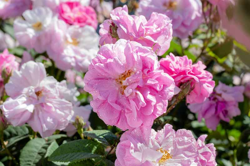Dmasak Rose, Rose damascena, Rose Water, Rose Perfume
